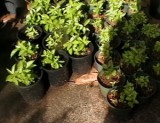 Lilikoi Seedlings